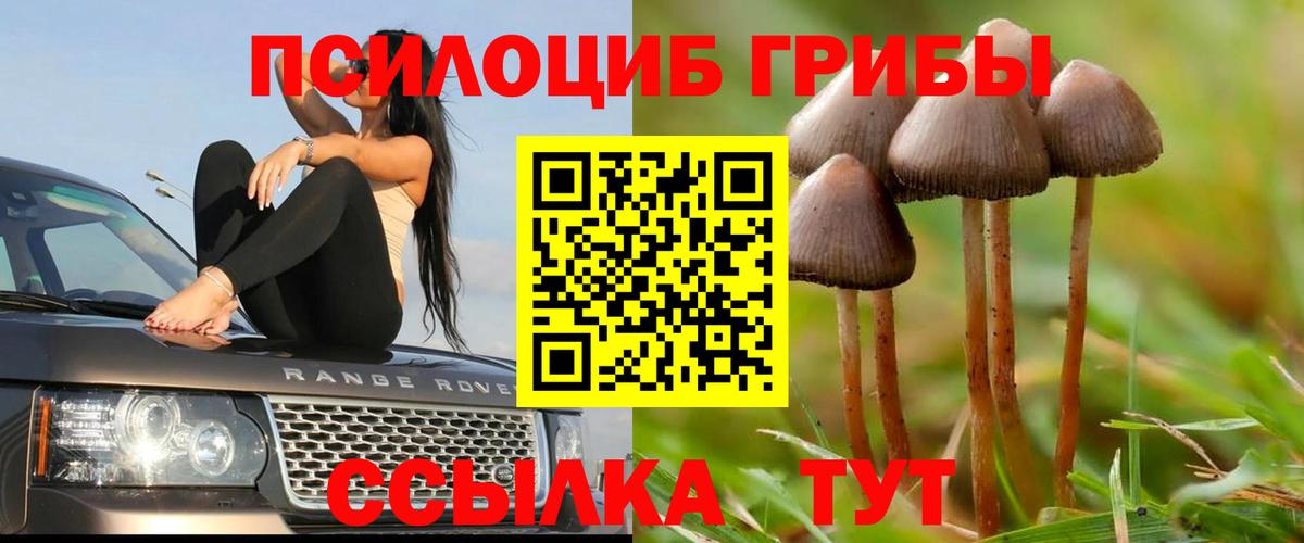 Сухой Лог  как найти закладки  Вход с VPN  Псилоцибиновые грибы прущие грибы 